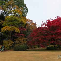 真っ赤に色づいた紅葉