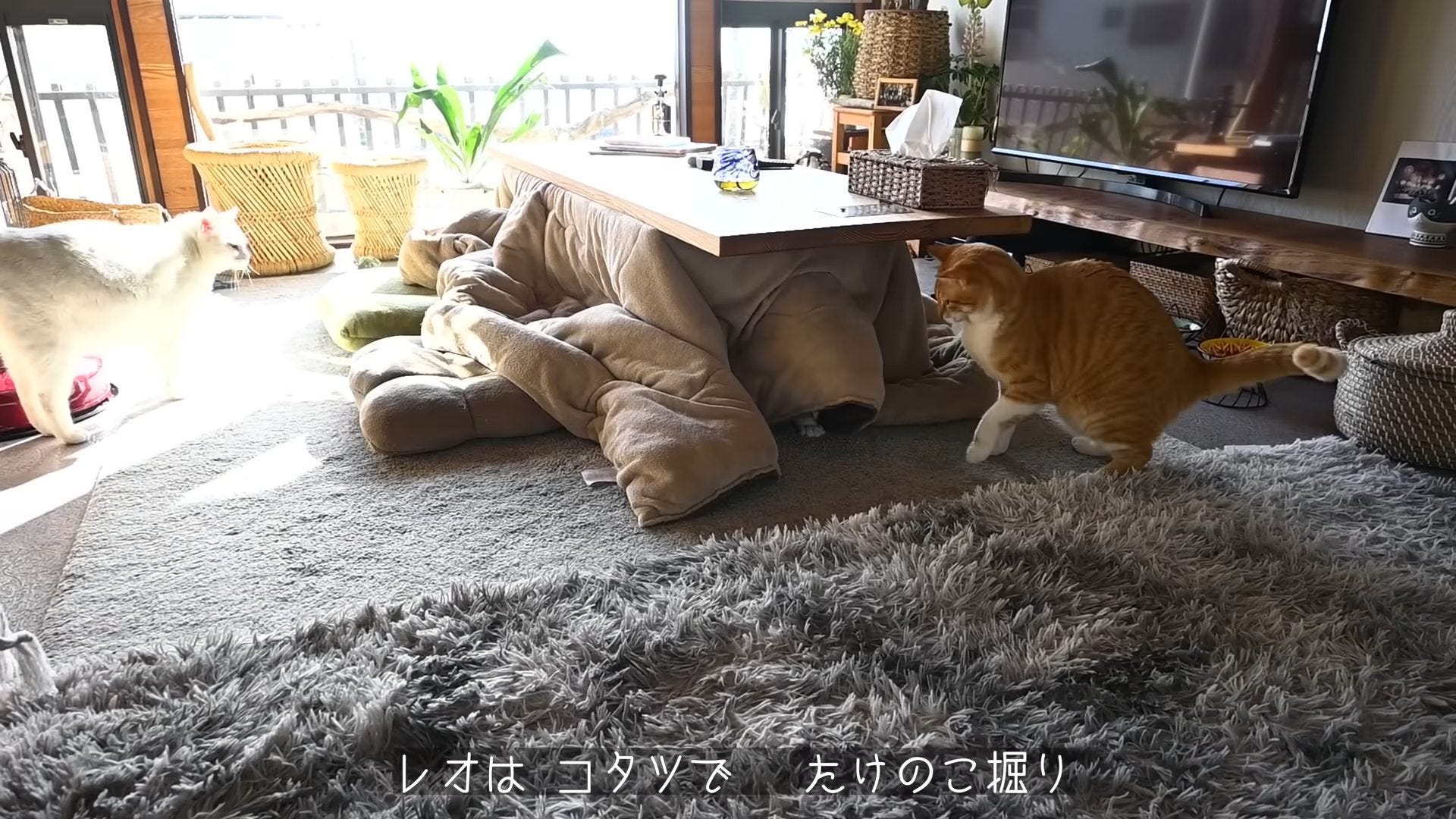 古民家で猫と暮らす日々