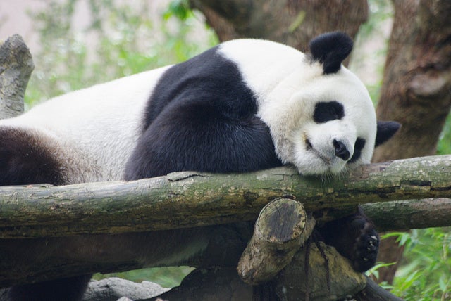 台北市立動物園／Taipei zoo, Republic of China by pelican