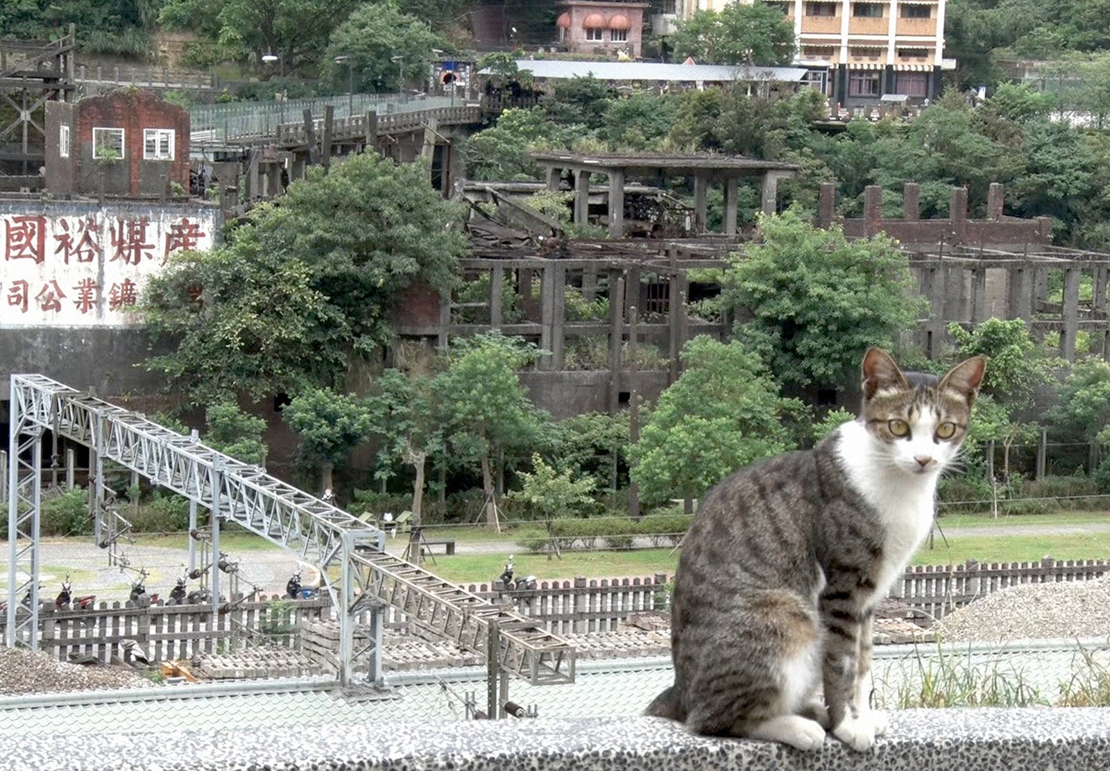 「もふもふ突撃リポート」より、台湾の猫村 （C）NHK