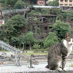 「もふもふ突撃リポート」より、台湾の猫村 （C）NHK