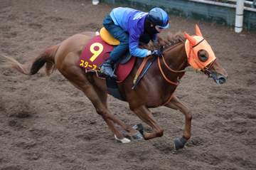【桜花賞】スターアニス すでに準備万端！師が宣言 1週前追い切りに騎乗した松山「いいフットワーク。さすがG1馬」