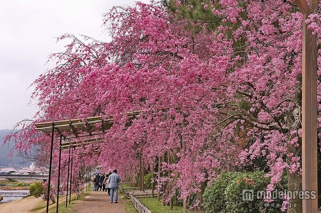 半木の道／photo by Kyoto-Picture