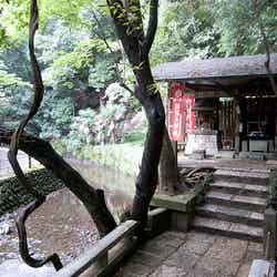 等々力渓谷/Photo by _kou