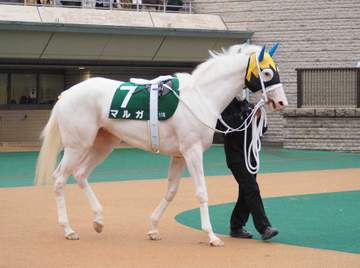白毛馬マルガが競走登録抹消 新馬戦でレコードV 半姉がG1.3勝馬ソダシ 「何があったの？」、「早過ぎる」