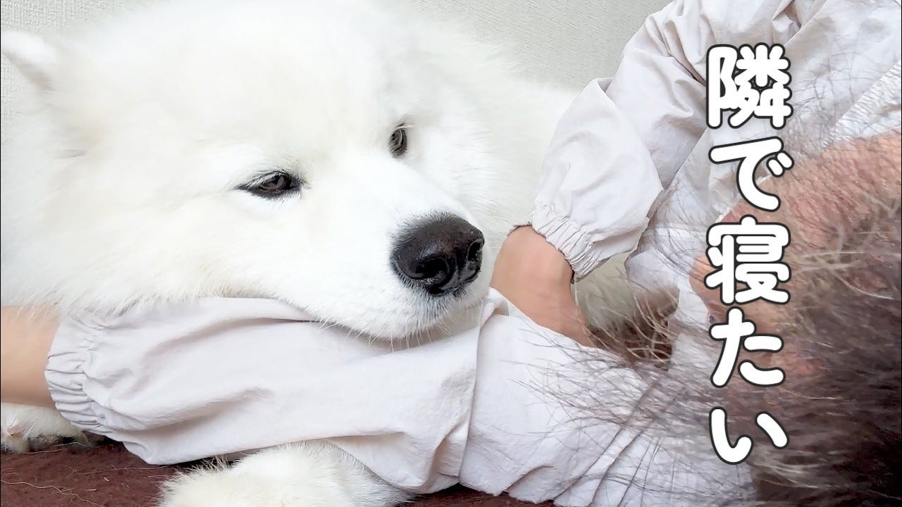 【犬好き必見】寝るときはひっつきたいサモエドが可愛すぎる！