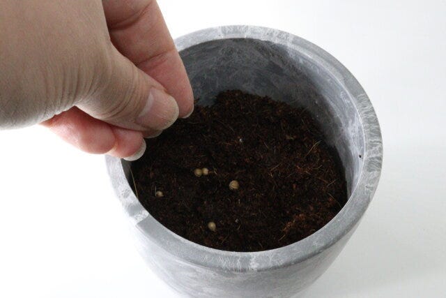 ダイソー 栽培セットやみつきパクチー ダイソーの栽培セットやみつきパクチーの種をまく