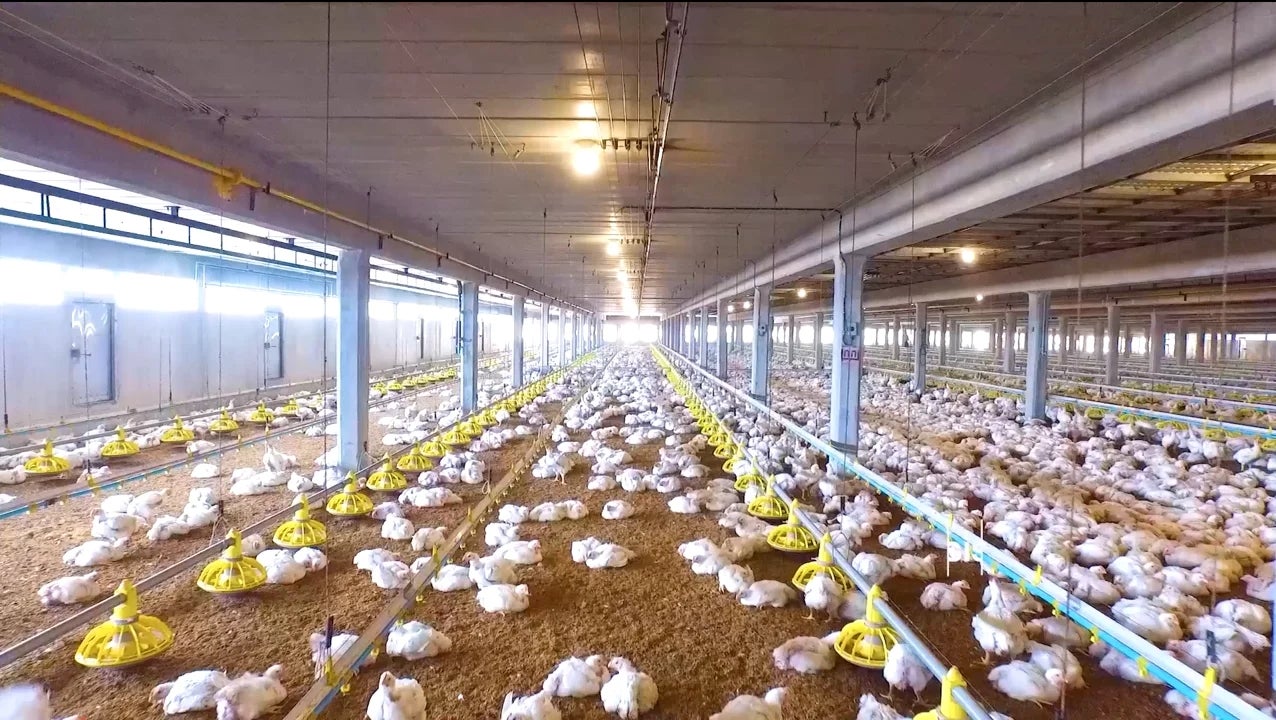 からあげ／提供画像