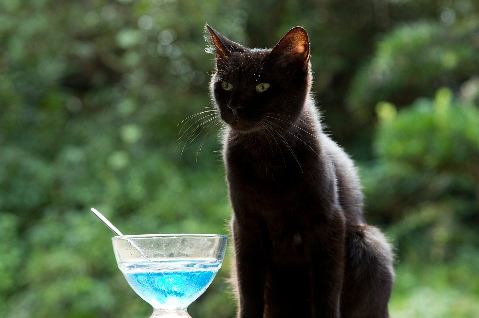 りんご（物語のキーとなる猫）／（C）2017　Hit-Point／『映画ねこあつめ』製作委員会