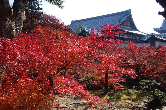 東福寺 by Richard, enjoy my life!