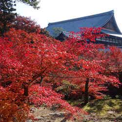 東福寺 by Richard, enjoy my life!