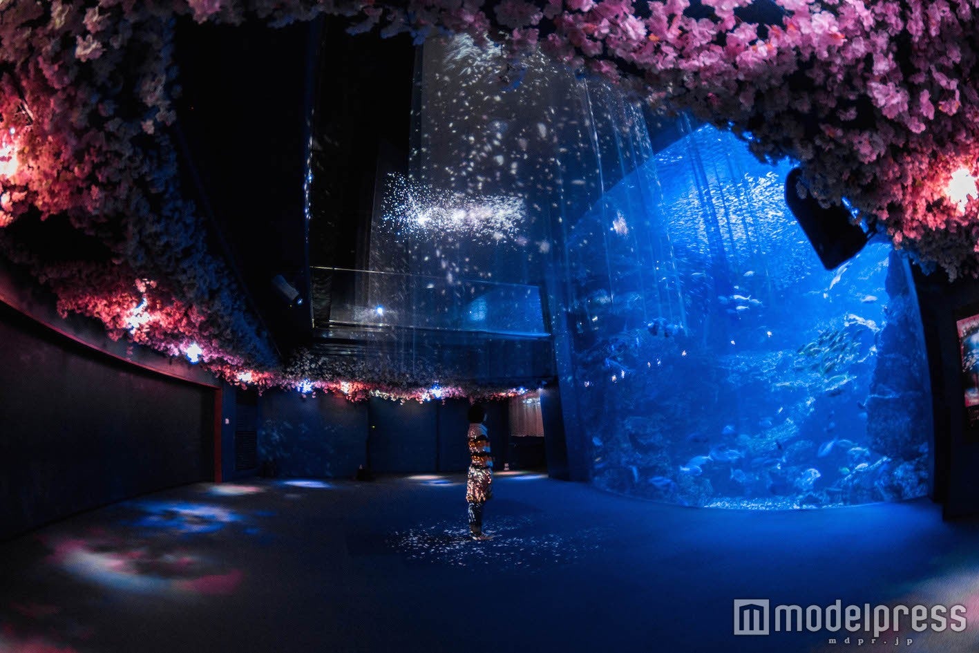 桜満開の新感覚アート空間にうっとり 「京都水族館」で水中お花見気分