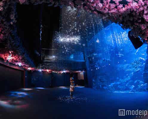 桜満開の新感覚アート空間にうっとり 「京都水族館」で水中お花見気分