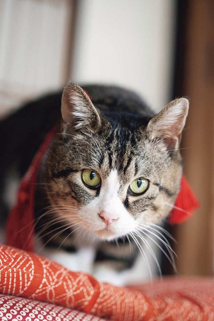 「光る君へ」源倫子（黒木華）の飼い猫・ニモ「ぎぼむす」「チェリまほ」出演でも名演技 知られざる私生活・思い出深い作品裏側明かす