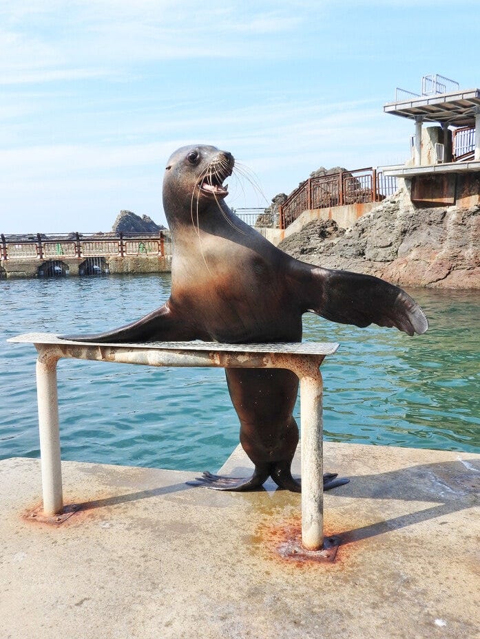 「トドショー」は全国的にも珍しいパフォーマンスです