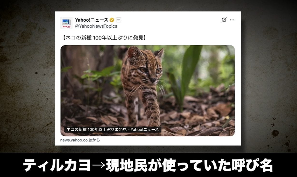 「ヒョウがちっちゃくなったみたい」新種ネコ100年ぶり発見に反響