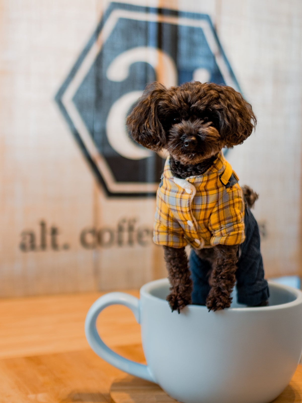 alt.coffee roasters Iwashimizu／提供画像