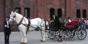 ニューヨークのセントラルパークを彷彿させる白馬の馬車（イメージ画像）