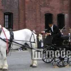 ニューヨークのセントラルパークを彷彿させる白馬の馬車（イメージ画像）
