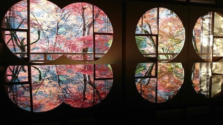 祐斎亭の机紅葉（2021年11月28日撮影）