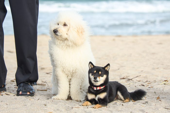 「初恋DOGs」第2話(C)TBS