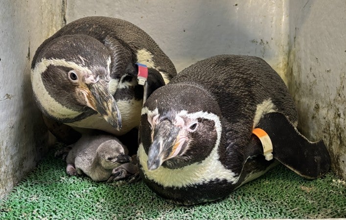 たまラボ えのすい 出張所 たまごそうだん（提供画像）