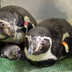 たまラボ えのすい 出張所 たまごそうだん(提供画像)