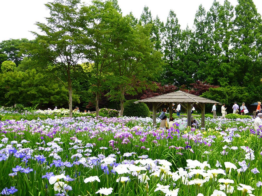 染谷花しょうぶ園