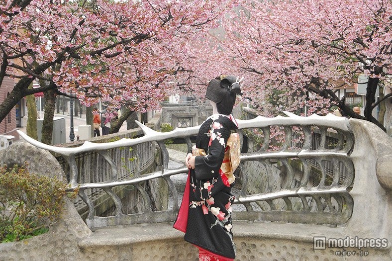 糸川のあたみ桜