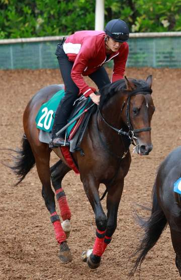 【新馬戦】オンユアマークス キズナ産駒初陣を武豊に託す 松永幹師が認める素質「素直な性格だしゲートもいい」