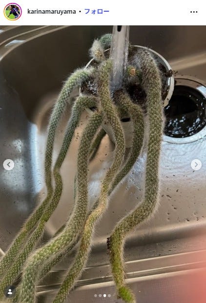 丸山桂里奈instagramより