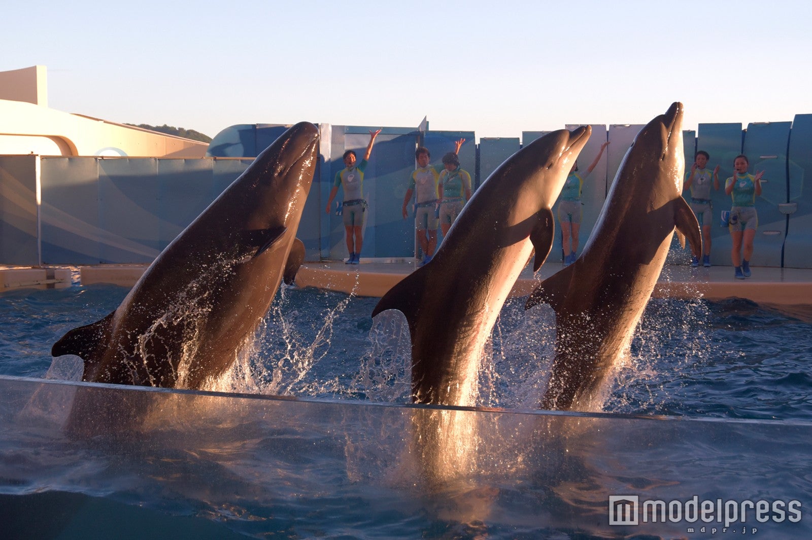 イルカミニパフォーマンス「今夜はイルカNIGHT」／画像提供：新江ノ島水族館