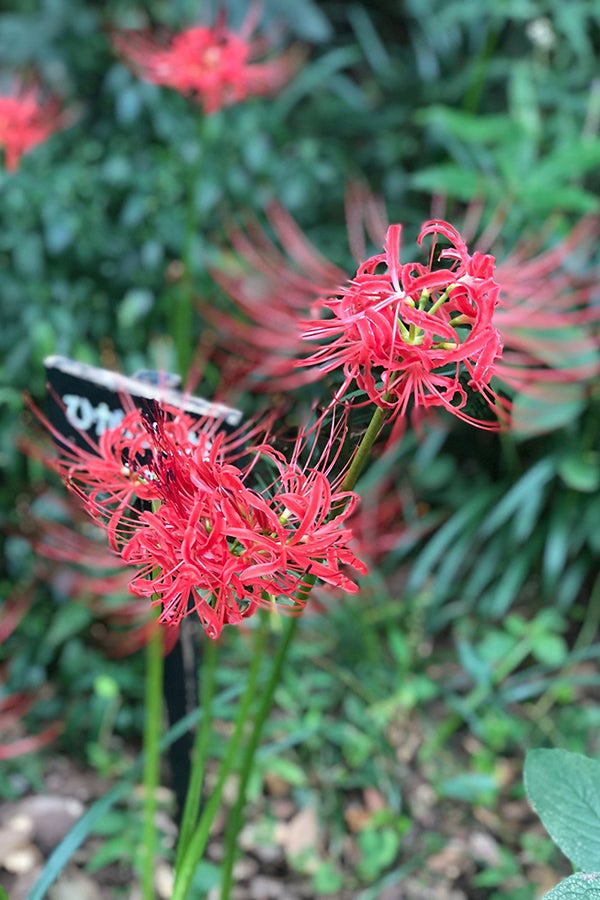国立科学博物館 附属自然教育園_曼珠沙華