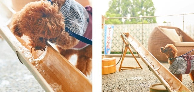 愛犬と楽しめる「流しそうめんイベント」も♡今週の注目スポット＆イベント5選