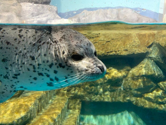 「海獣館」ではゴマフアザラシたちが近寄ってきてくれます