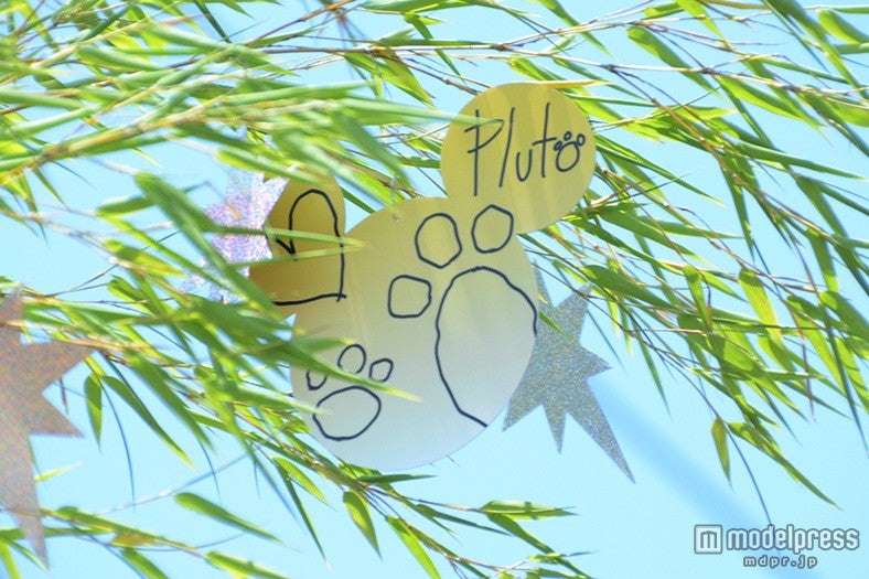 プルートのウィッシングカード