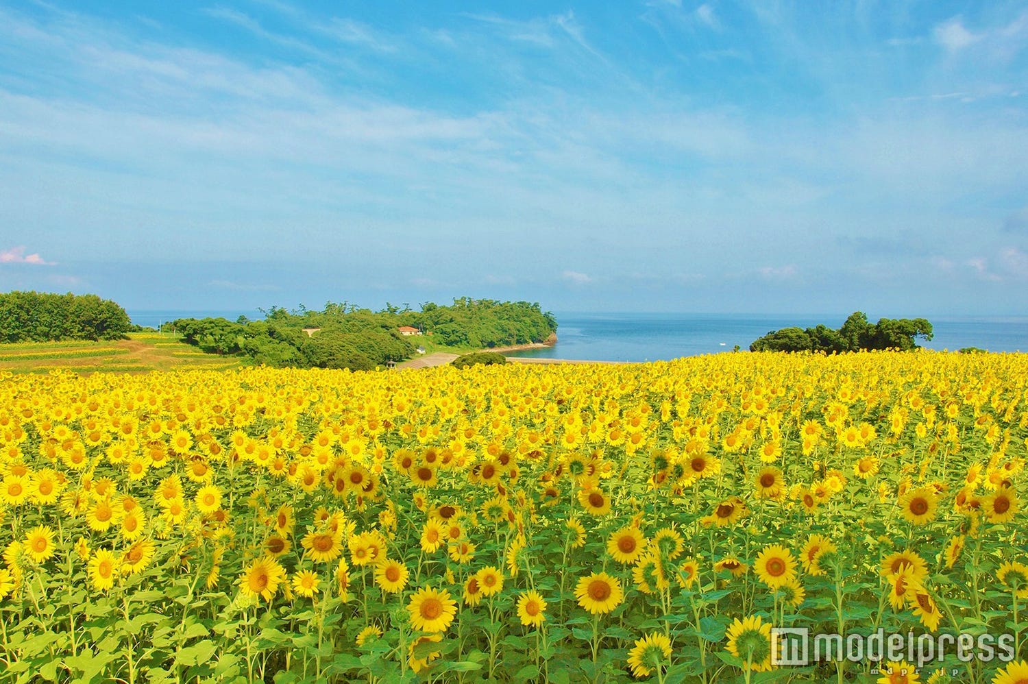 「ひまわり畑」日本の名所6選 夏だけの絶景スポットへ