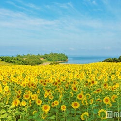 ひまわり畑 日本の名所6選 夏だけの絶景スポットへ モデルプレス
