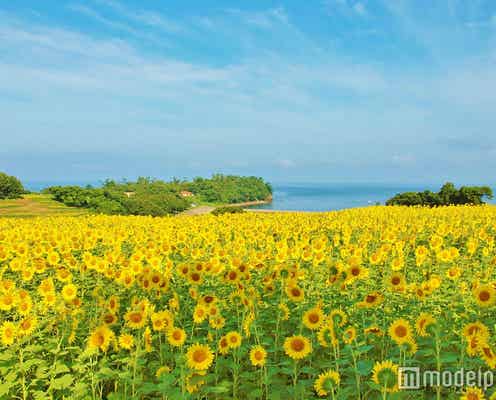 「ひまわり畑」日本の名所6選 夏だけの絶景スポットへ