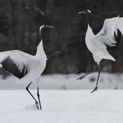 野生のタンチョウたちを見られるのは冬の北海道ならでは/提供画像