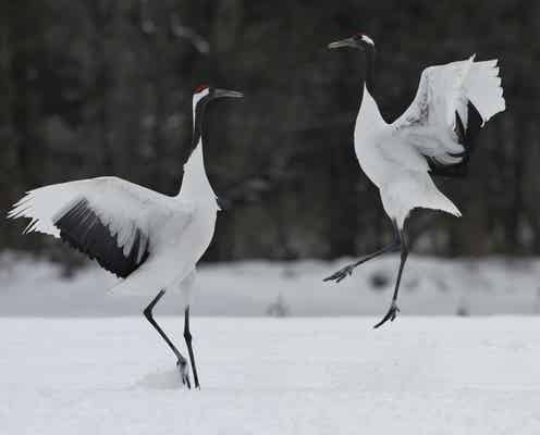 人生を豊かにする絶景旅へ!野生動物に魅せられる季節限定の絶景に会いに行こう