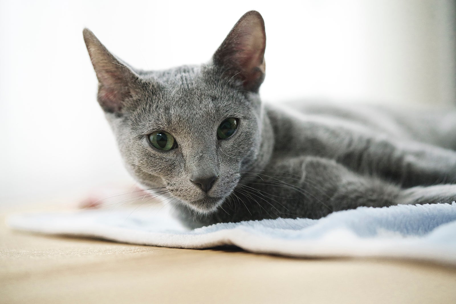 猫の良男（C）2018「猫は抱くもの」製作委員会