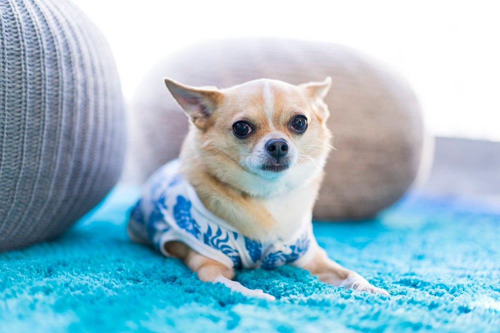 高滝湖グランピングリゾート／画像提供：HAMIRU