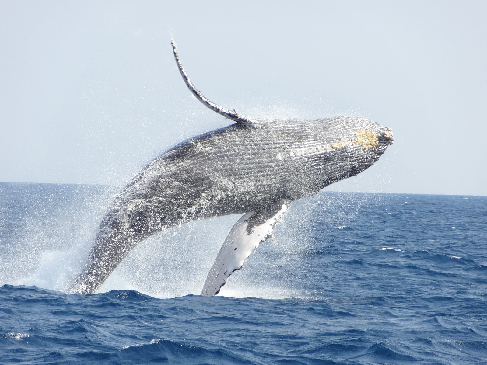 沖縄・ホエールウォッチングツアー詳細ページ