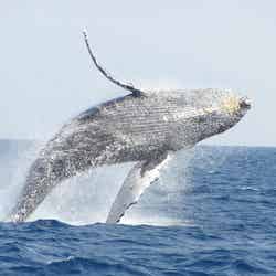 運が良ければダイナミックなジャンプが見られることも/提供:トータルマリンスポットNEWS