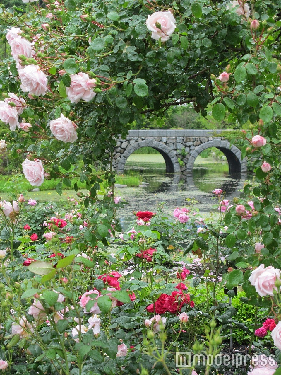 メガネ橋とローズ／画像提供：レイクニュータウン