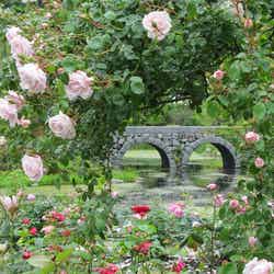 メガネ橋とローズ/画像提供:レイクニュータウン