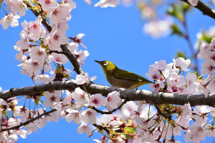 古くから愛される美しい古語集 日本の四季を彩る素敵な言葉たちを季節別にご紹介 モデルプレス