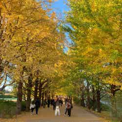 国営昭和記念公園・イチョウ並木/提供素材