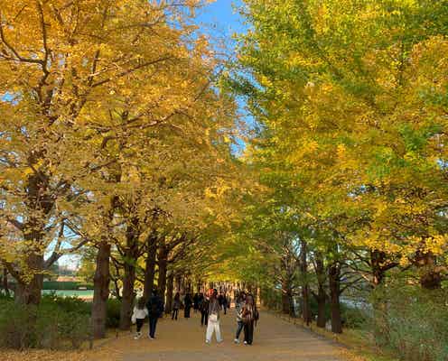 国営昭和記念公園、イチョウ並木が見ごろに 自然が織りなすトンネルを秋散歩